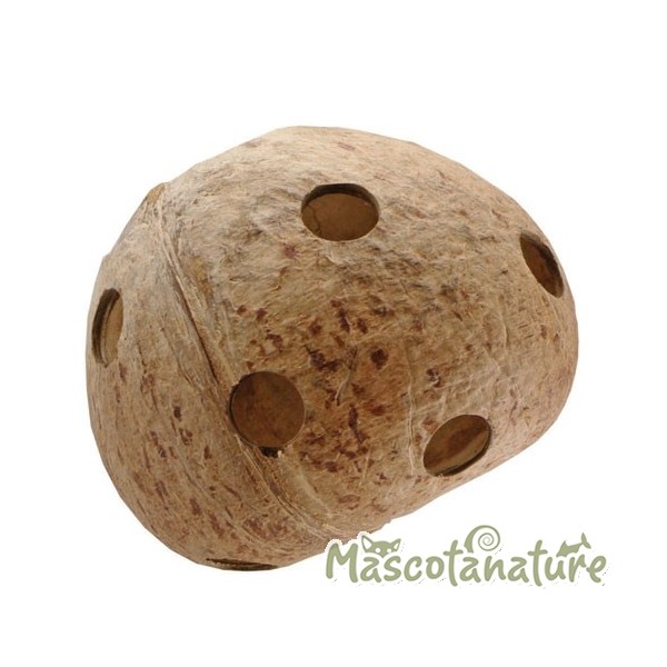 Nuez de coco 1