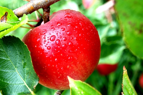 Las propiedades increíbles de la manzana 1