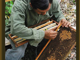 Los mayas y las plantas 2