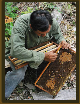 Los mayas y las plantas 1