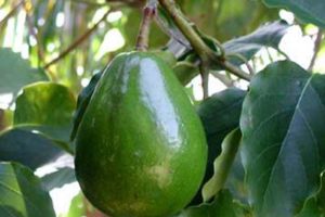 Aguacate 5