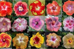 Rosa de china-2 3
