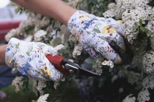 Cómo cortar correctamente los tallos de las flores 3