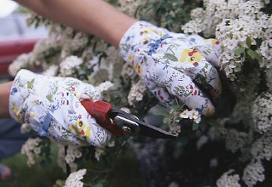 Cómo cortar correctamente los tallos de las flores 1