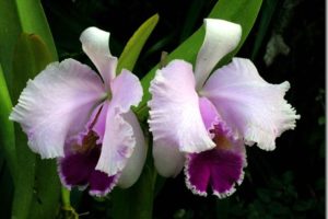 Días de flores 1