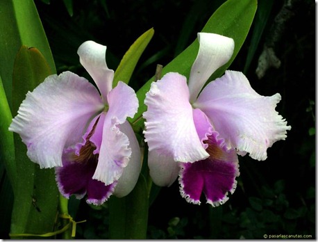 Días de flores 1