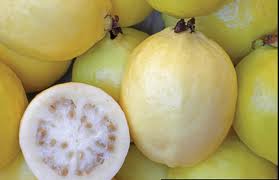 Guayaba