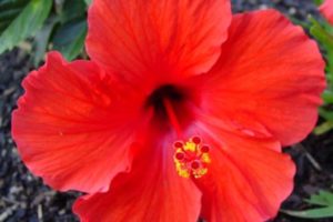 Rosa de china 4