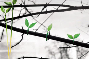 Sujetar los tallos de las plantas 8