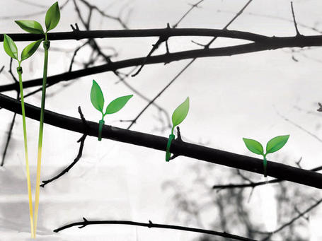Sujetar los tallos de las plantas 1