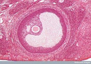 ovulation