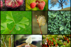 Variedad de plantas 3