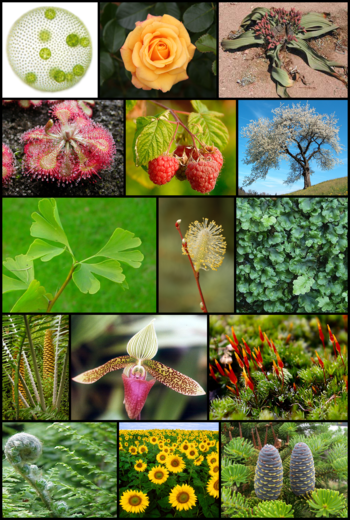 Variedad de plantas 1