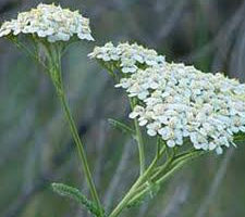 aquilea