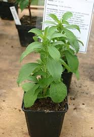 La estevia, remedio natural para combatir la diabetes 1