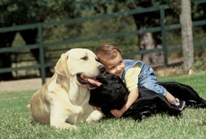niño con labradores