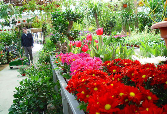 A la hora de adquirir plantas 1