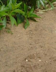 Calidad del terreno 1