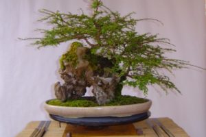 Como cultivar un bonsái sobre una piedra 3