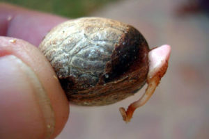 La semilla 1