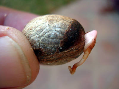 La semilla 1
