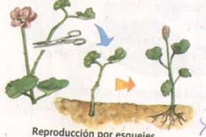 Las épocas de multiplicación 10