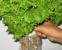 El cultivo sin tierra 3