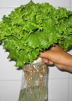 El cultivo sin tierra 1