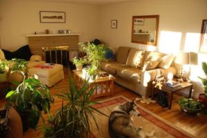 El reto de decorar con plantas 11