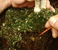Cultivo y cuidados del bonsái 8