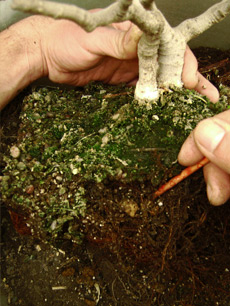 Cultivo y cuidados del bonsái 1