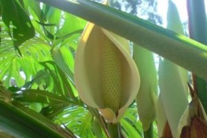 Plantas con follaje decorativo 5