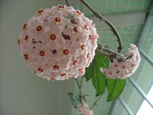 Plantas de flor 1
