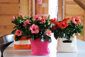 Plantas para el salón, luz directa y calor 1