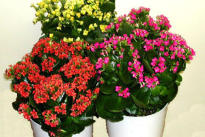 Plantas para el salón, fresco y con luz directa 12