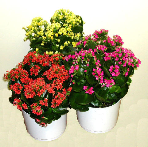 Plantas para el salón, fresco y con luz directa 1