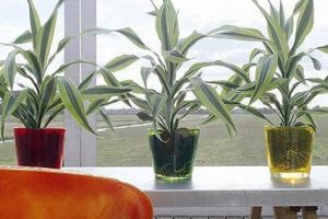 Plantas para el salon, cálido pero luz indirecta 6