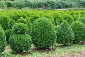 Algunos arbustos son mejores que un árbol 2