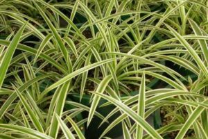 Plantas colgantes 10