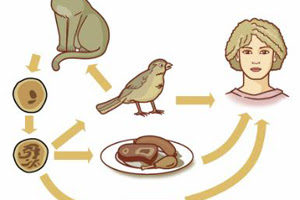 Qué es la Toxoplasmosis 7