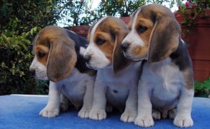 Cachorros de Beagle