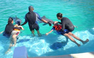 Terapia con delfines