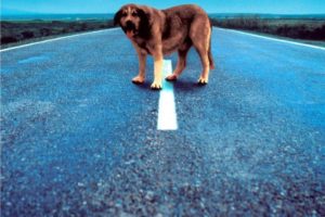 Stop al abandono animal 6