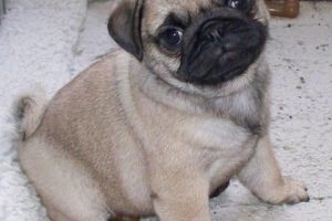 Cachorro de Carlino