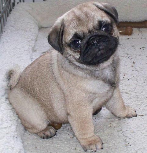 Cachorro de Carlino