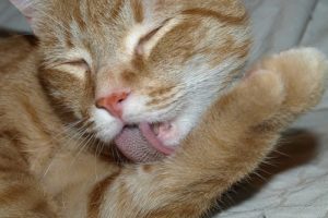 Por que se lamen los gatos 1