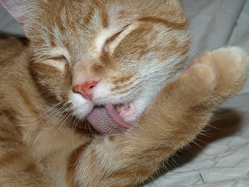 Por que se lamen los gatos 1
