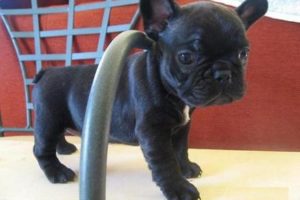 Cuidados generales cachorros 1 4