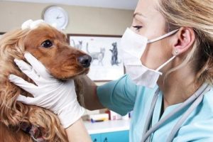 Buenos hábitos,con ayuda el veterinario 3