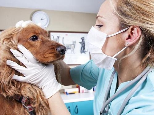 Buenos hábitos,con ayuda el veterinario 1